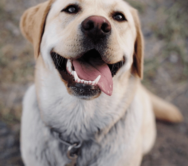 puppyfoundation